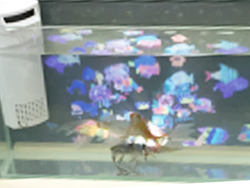 魔法の水槽